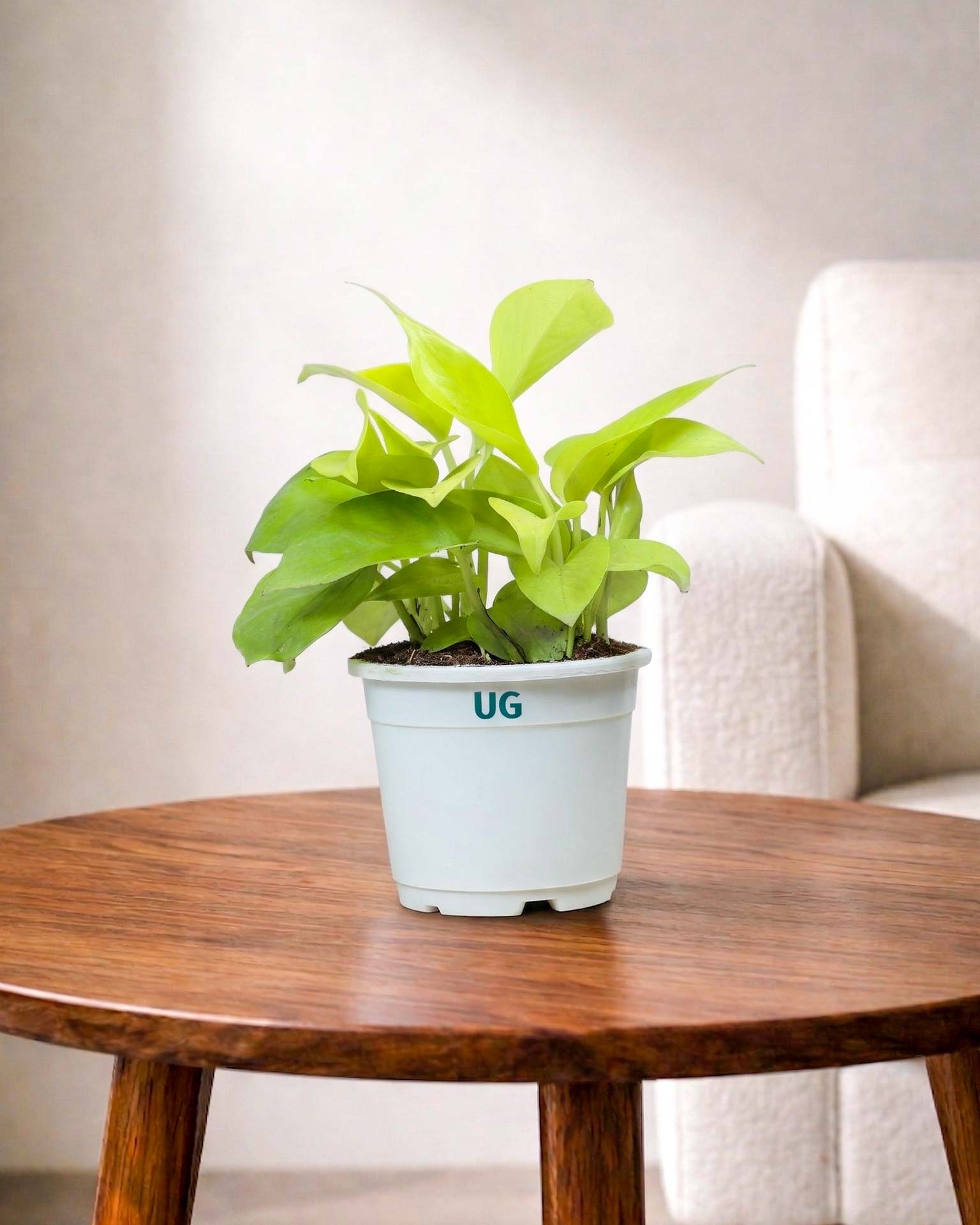 Golden Money Plant