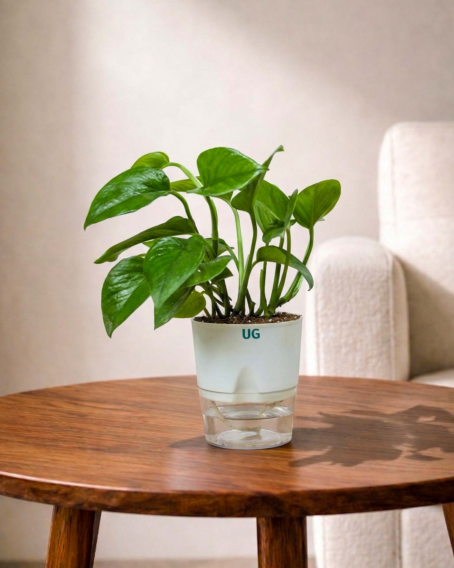 Money Plant Green