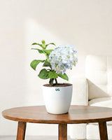 Hydrangea Plant