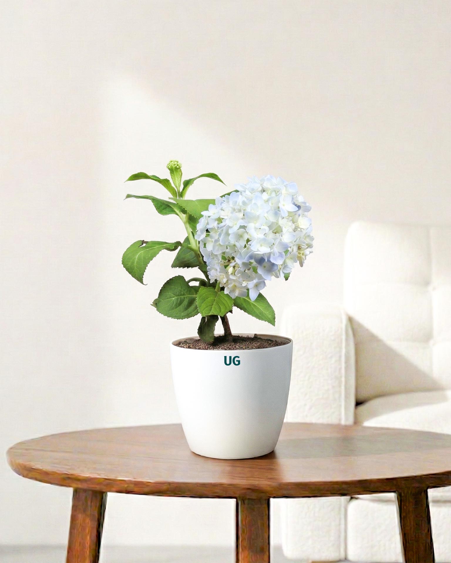 Hydrangea Plant