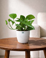 Money Plant Green