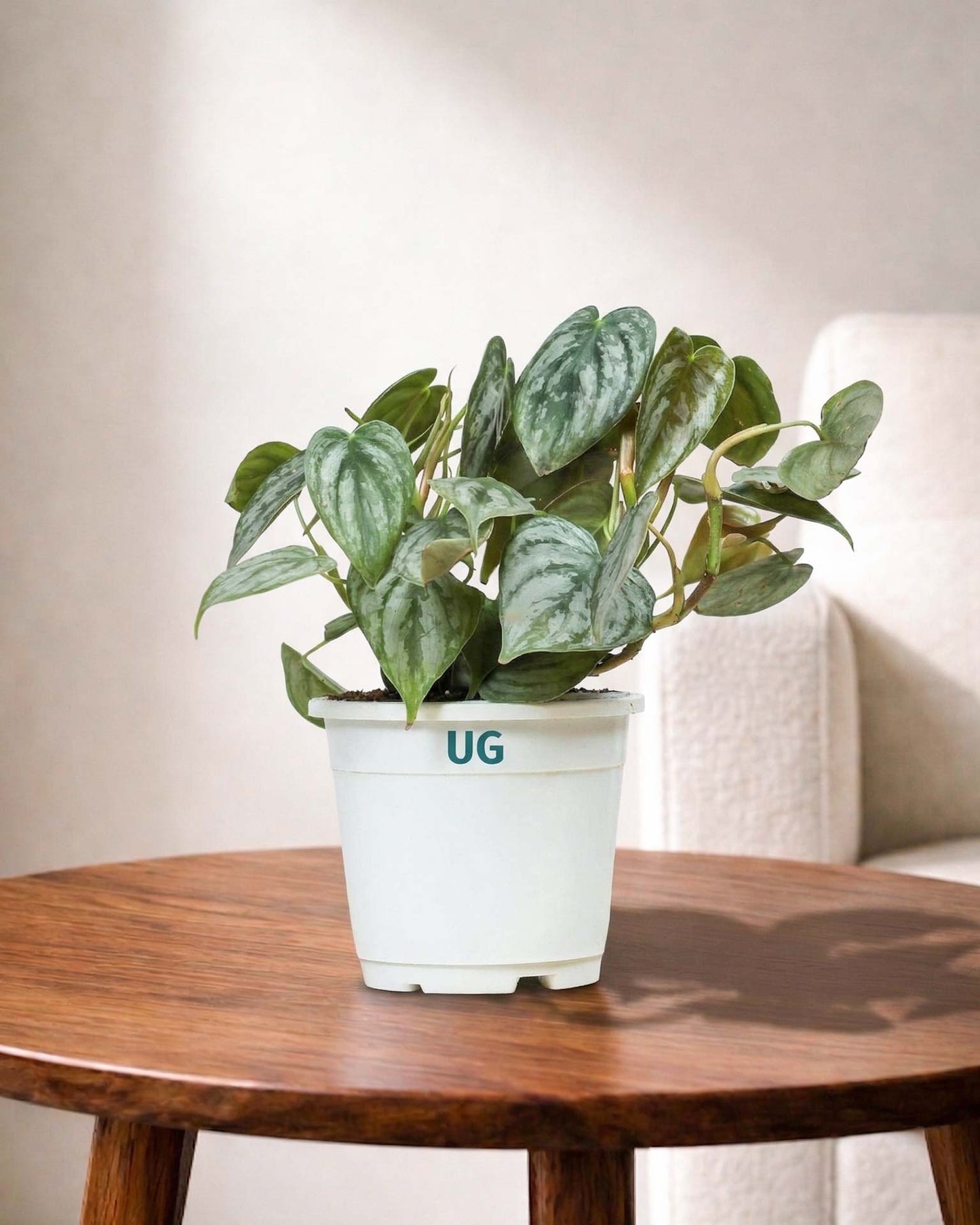 Philodendron brandtianum