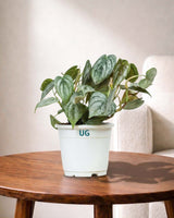 Philodendron brandtianum