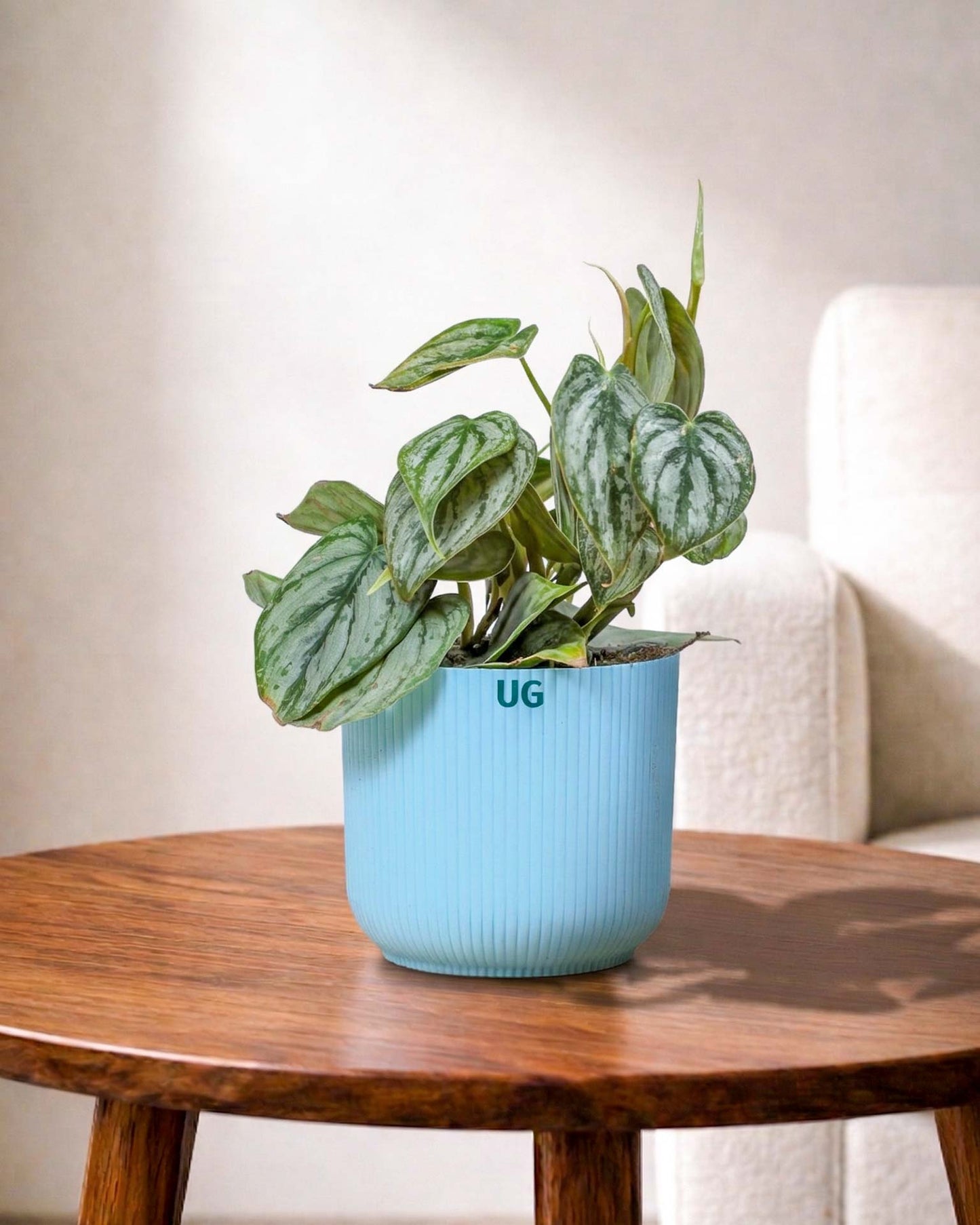 Philodendron brandtianum