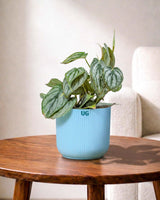 Philodendron brandtianum