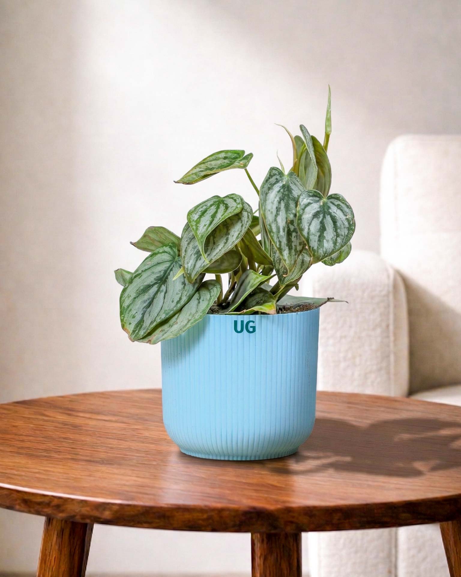 Philodendron brandtianum