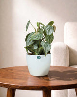 Philodendron brandtianum