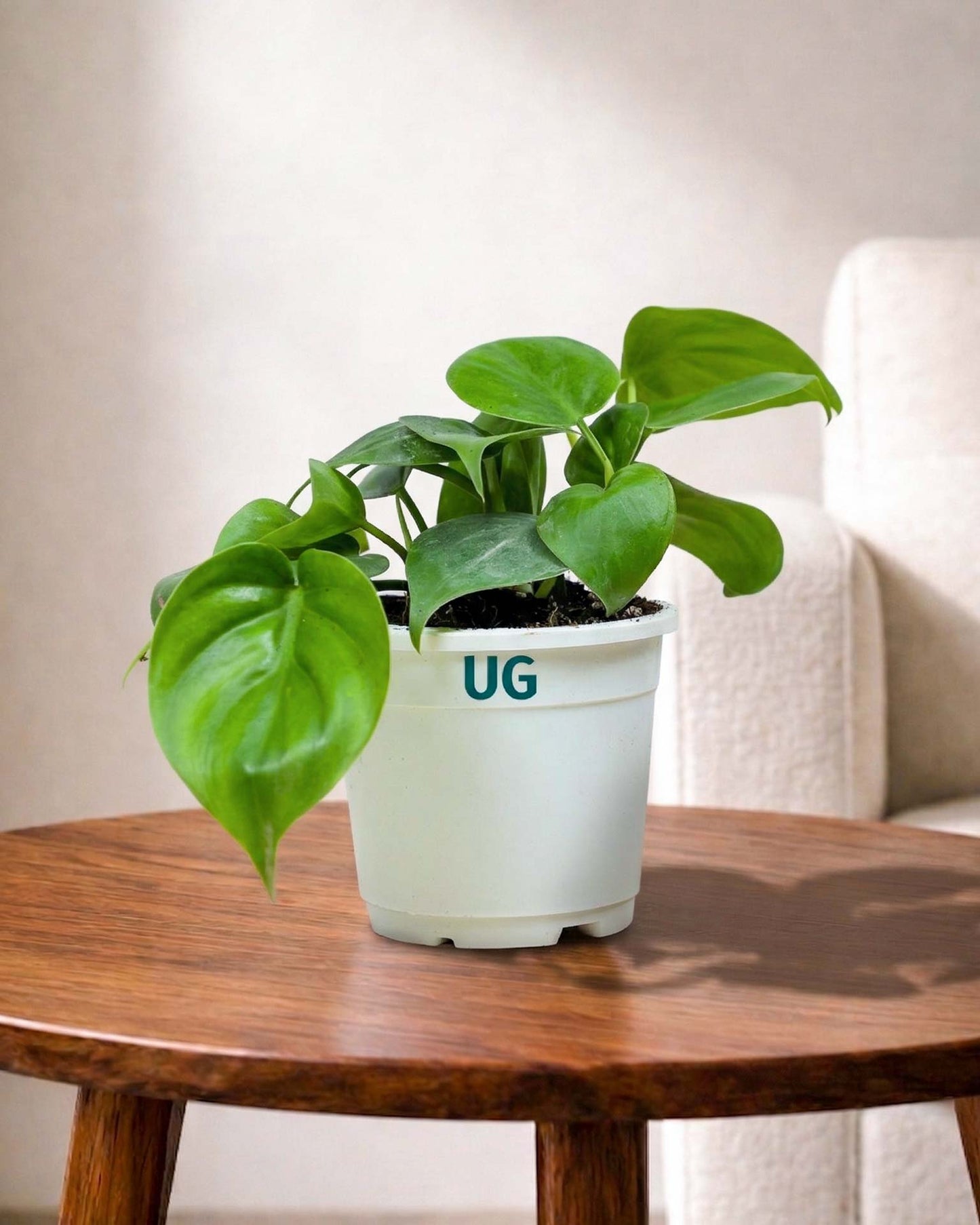 Oxycardium plant