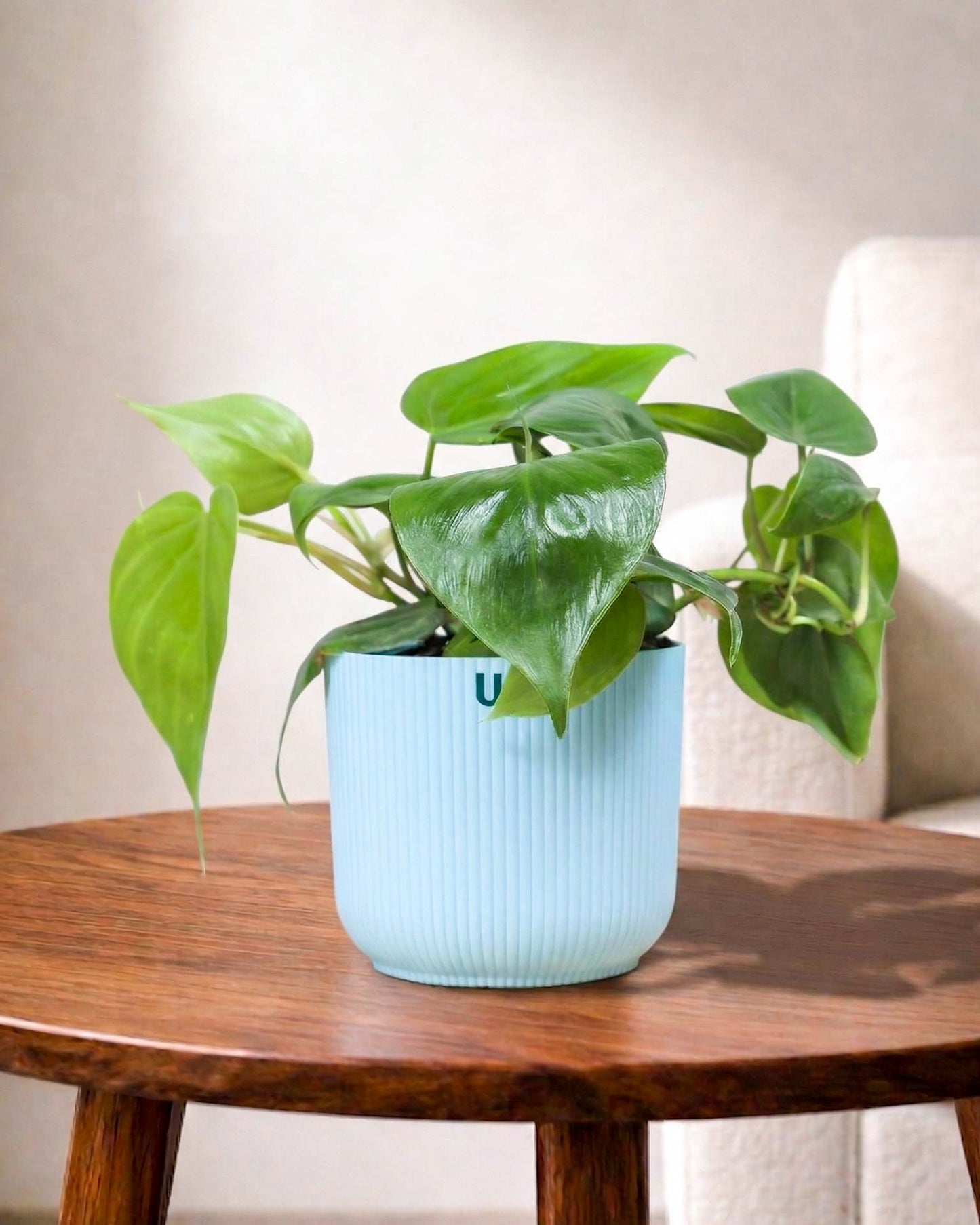 Oxycardium plant