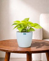 Golden Money Plant