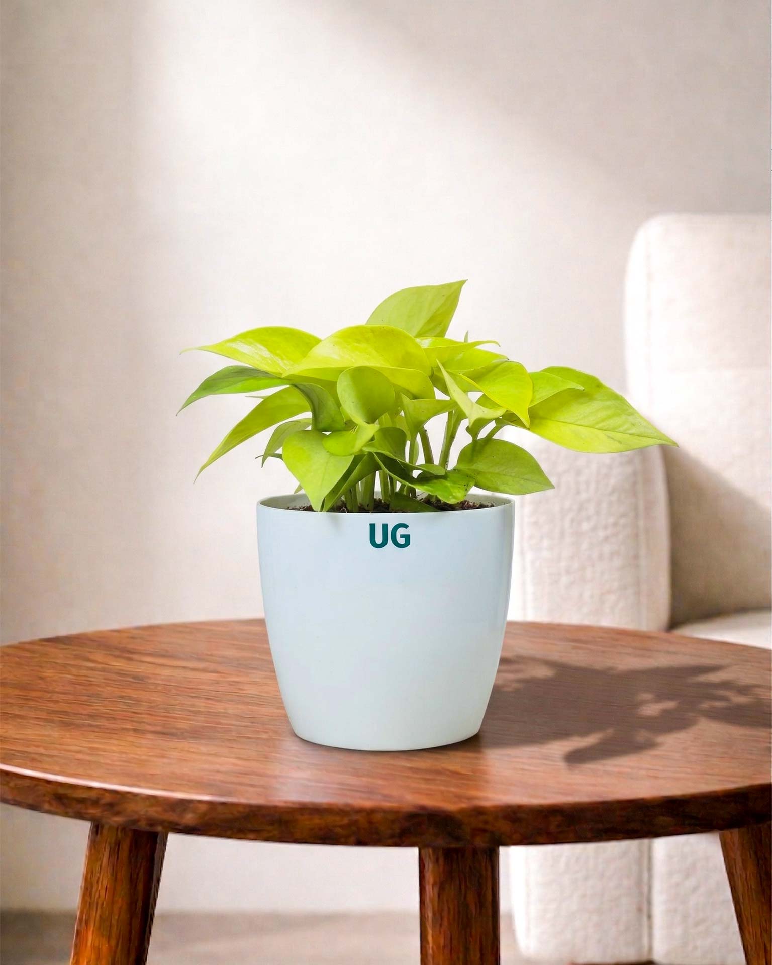 Golden Money Plant