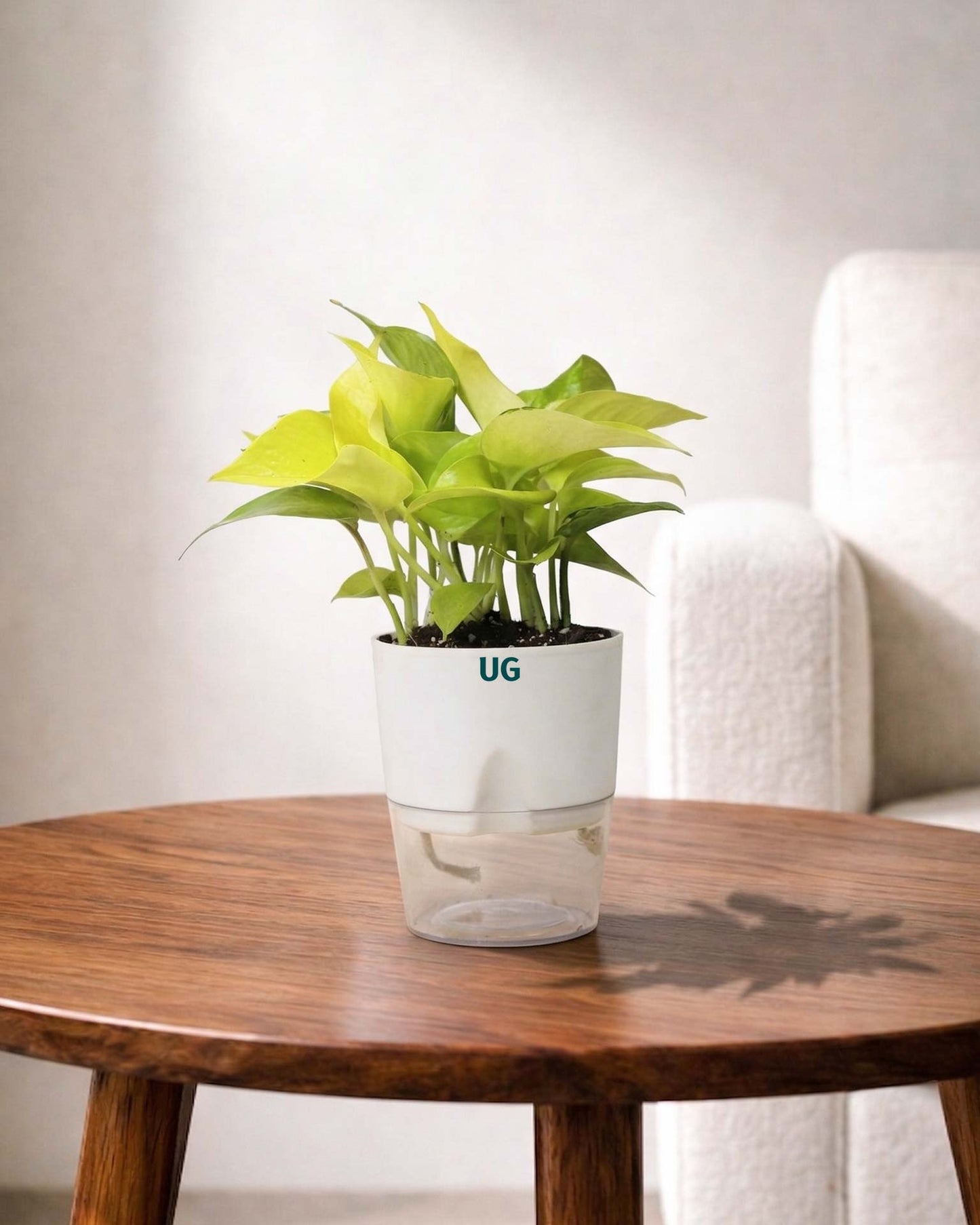 Golden Money Plant
