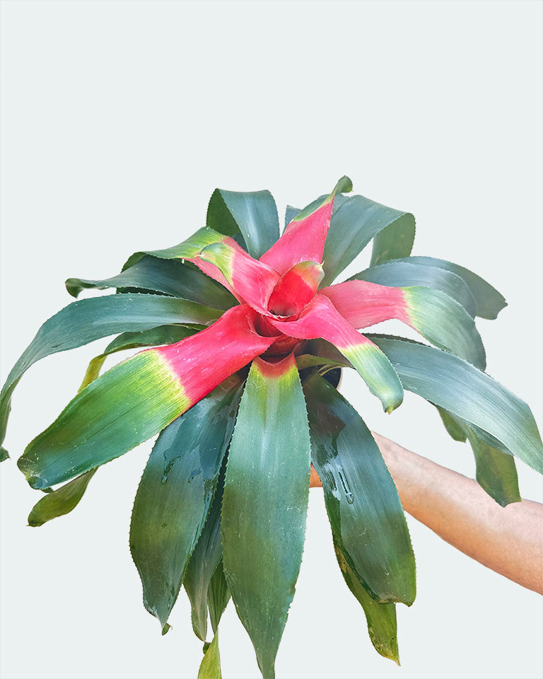 Neoregelia Bromeliad Plant