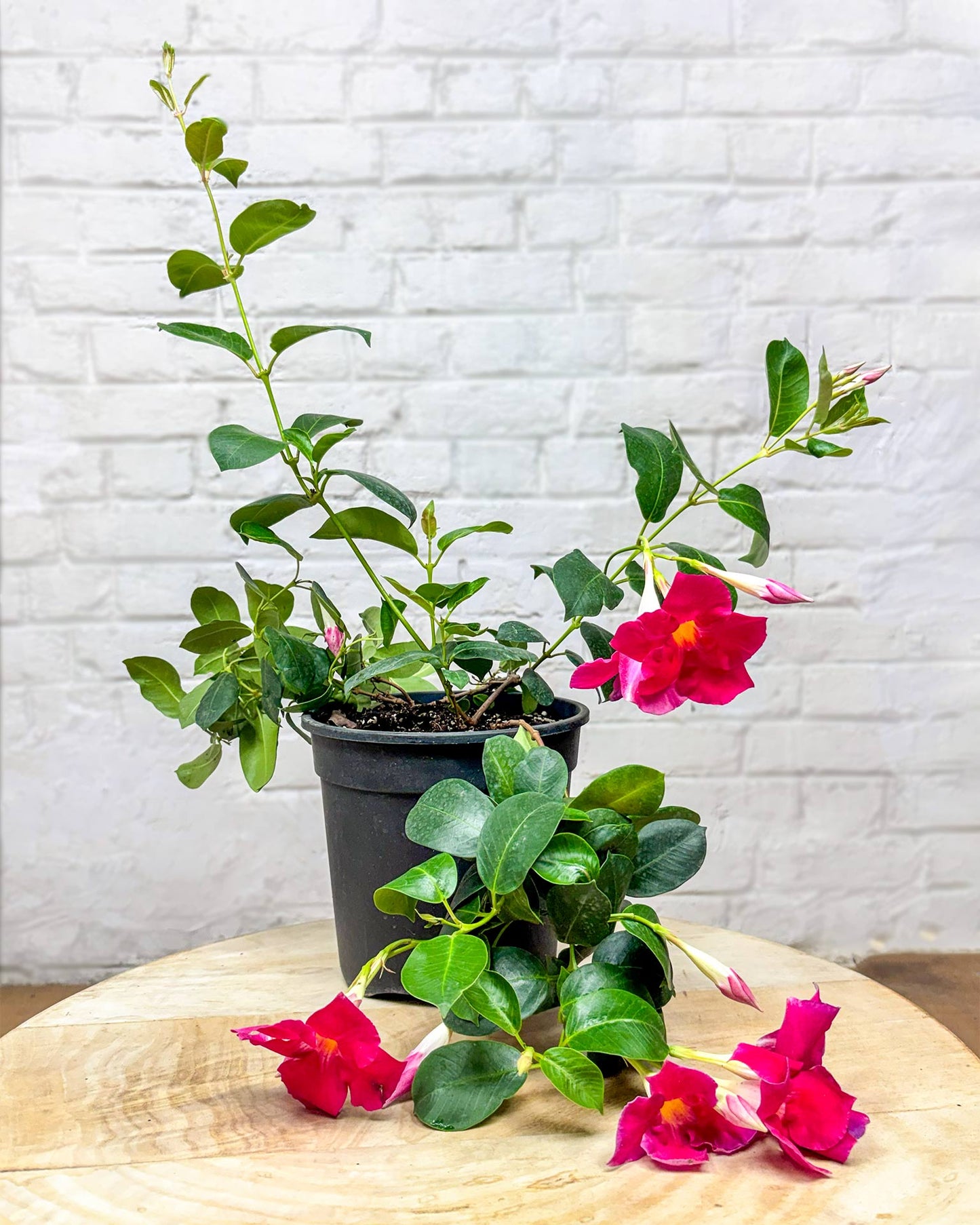 Mandevilla Plant