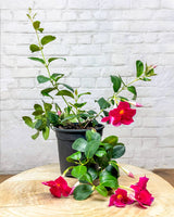 Mandevilla Plant