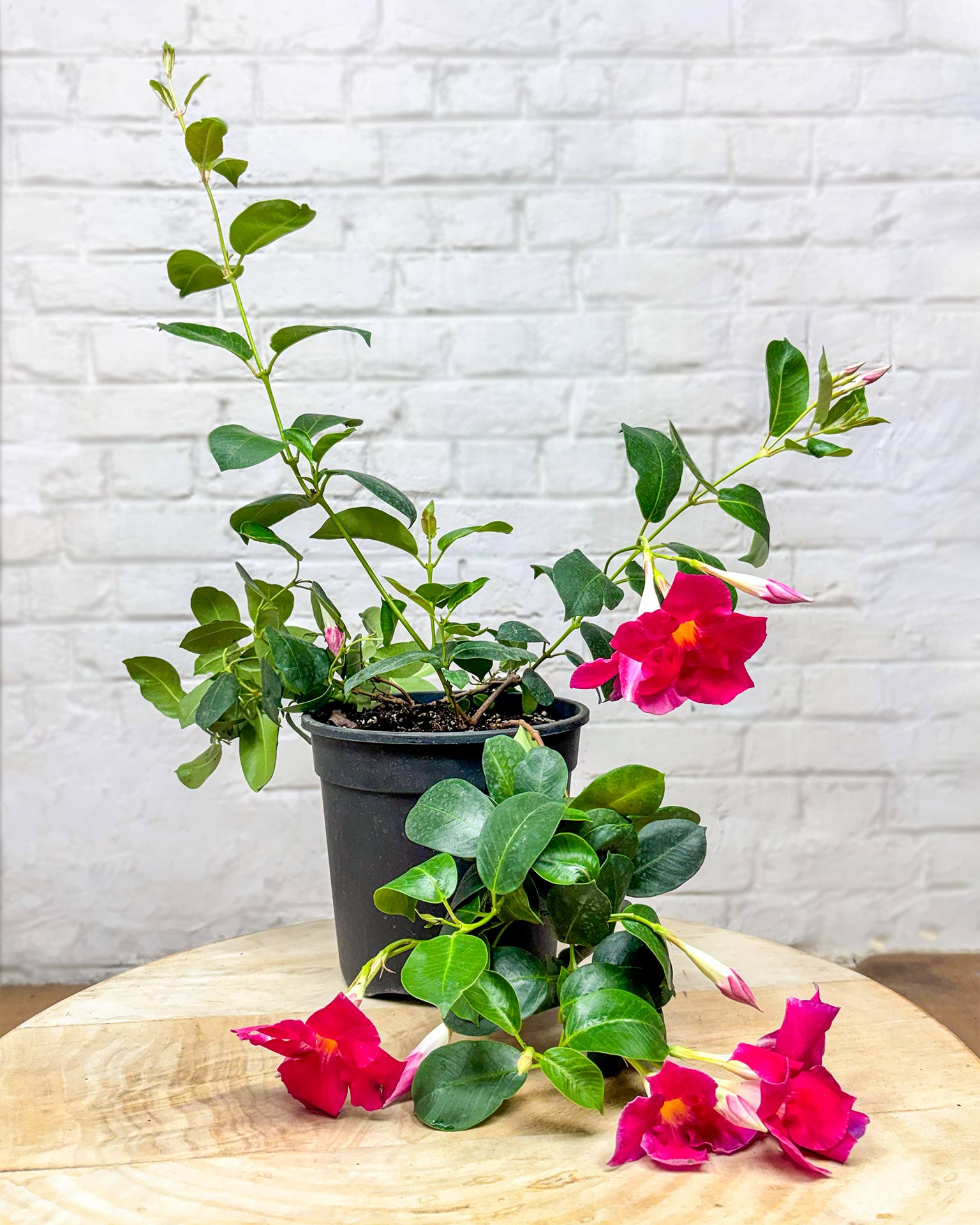 Mandevilla Plant