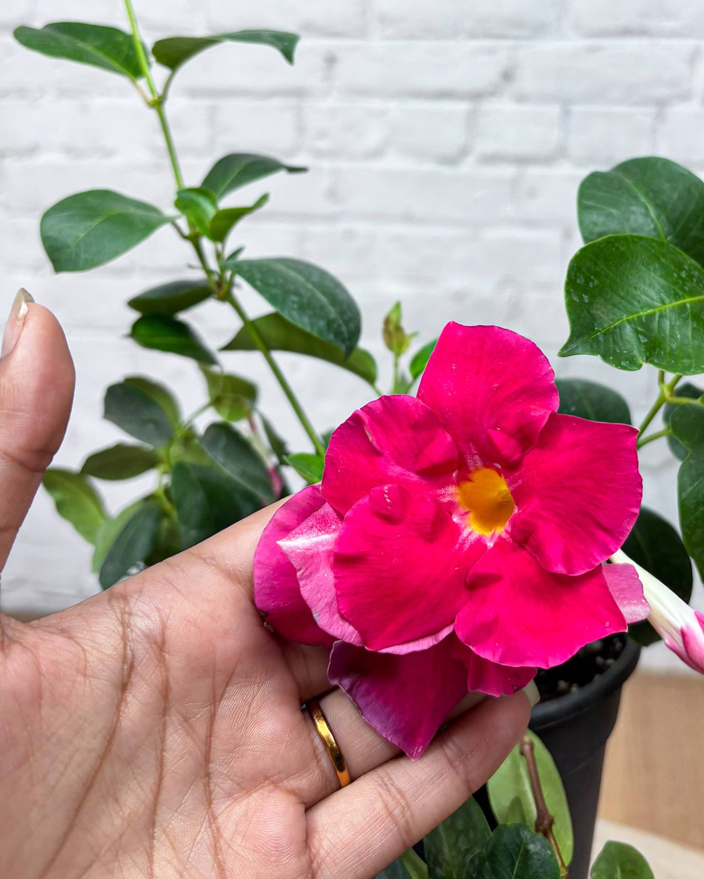 Mandevilla Plant