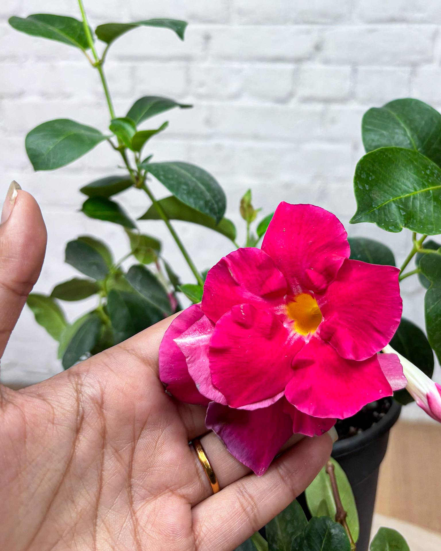 Mandevilla Plant