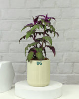 gynura gift for plants