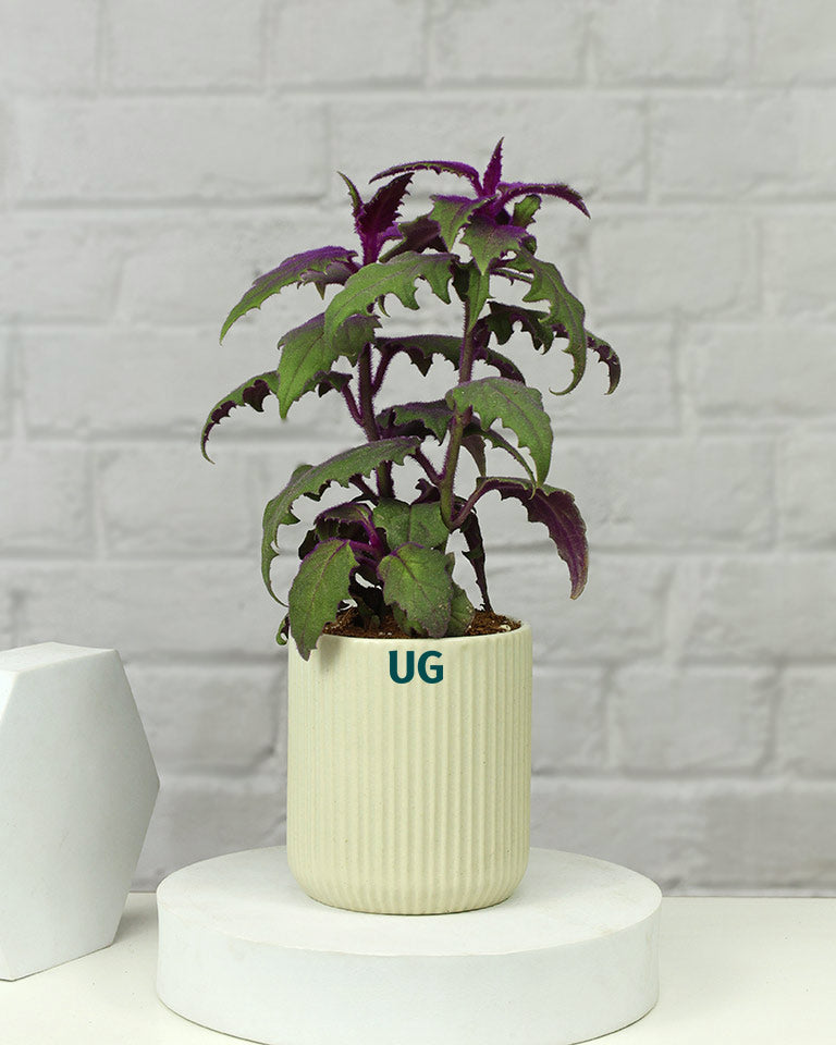 gynura gift for plants