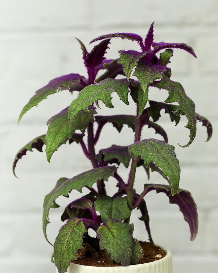 Gynura Plant in Elegant White Ceramic Pot – A Regal Touch of Purple Green Elegance