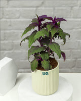 gift for plants