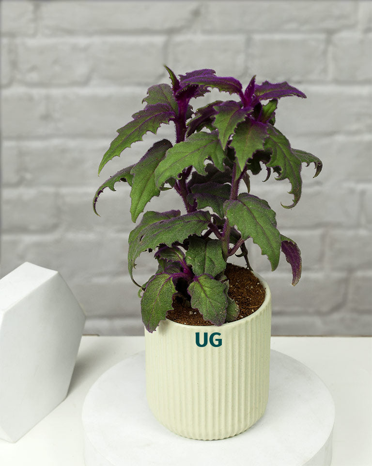 gift for plants