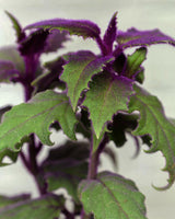 Gynura Plant in Elegant White Ceramic Pot – A Regal Touch of Purple Green Elegance