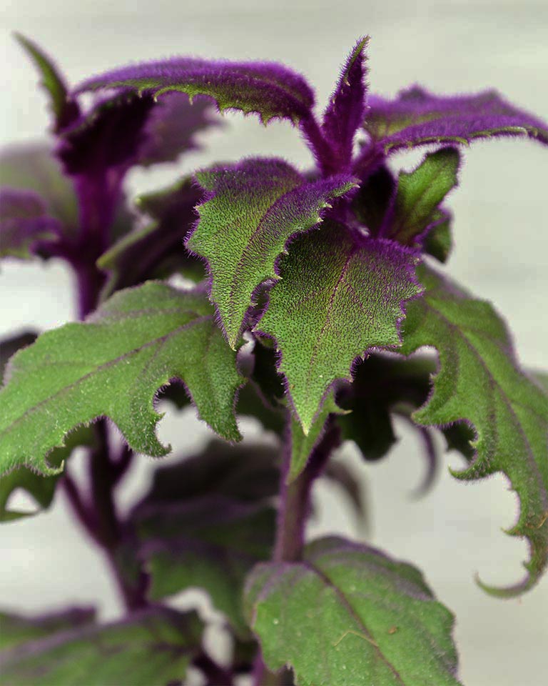 Gynura Plant in Elegant White Ceramic Pot – A Regal Touch of Purple Green Elegance