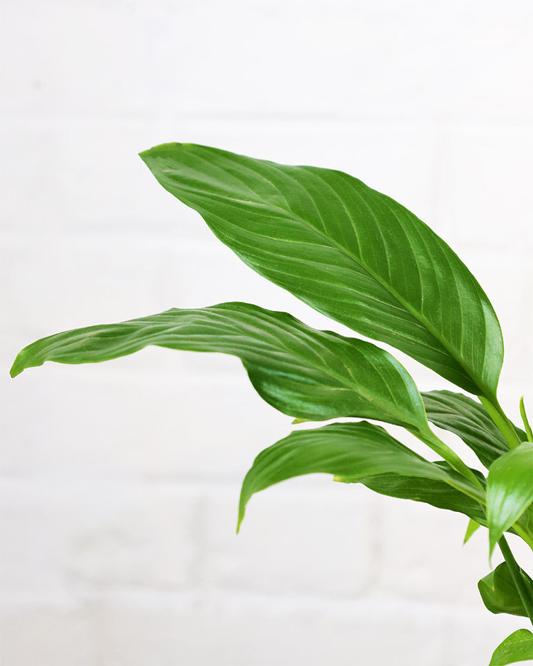 Peace Lily Plant