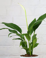 Peace Lily Plant