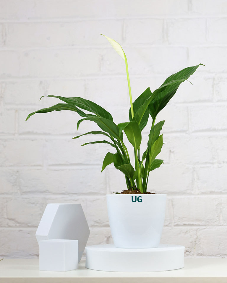 Peace Lily Plant