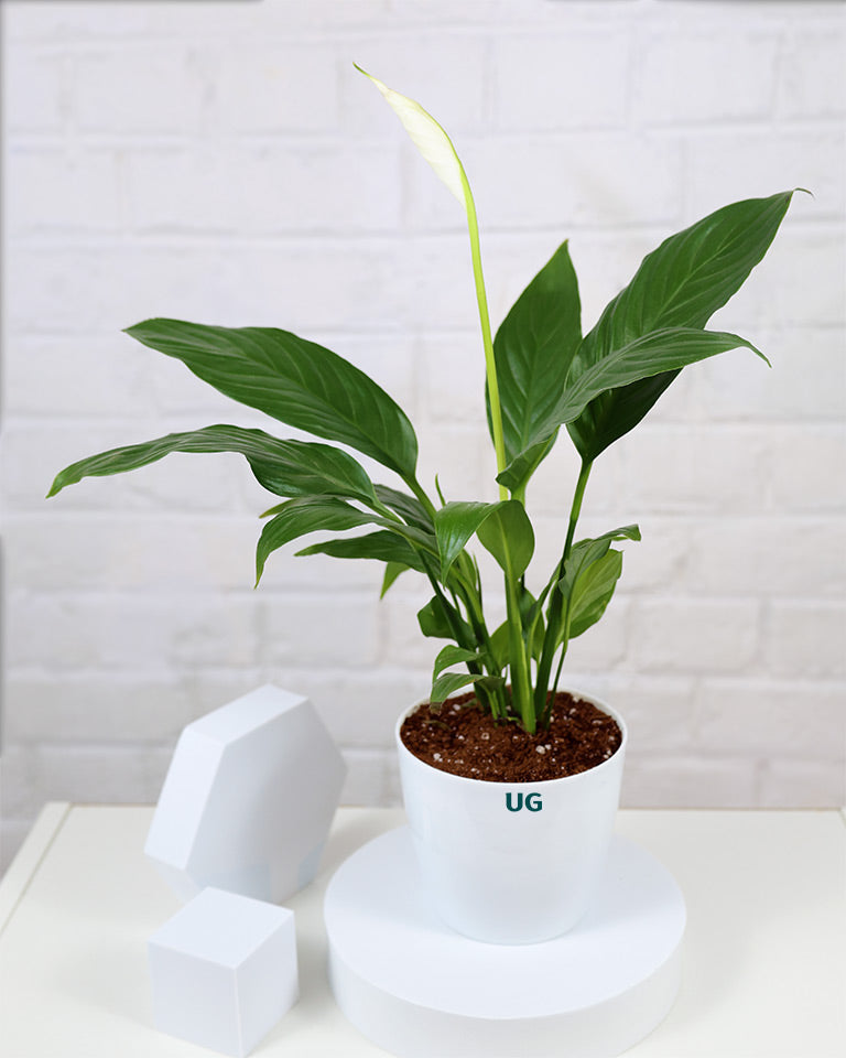 Peace Lily Plant