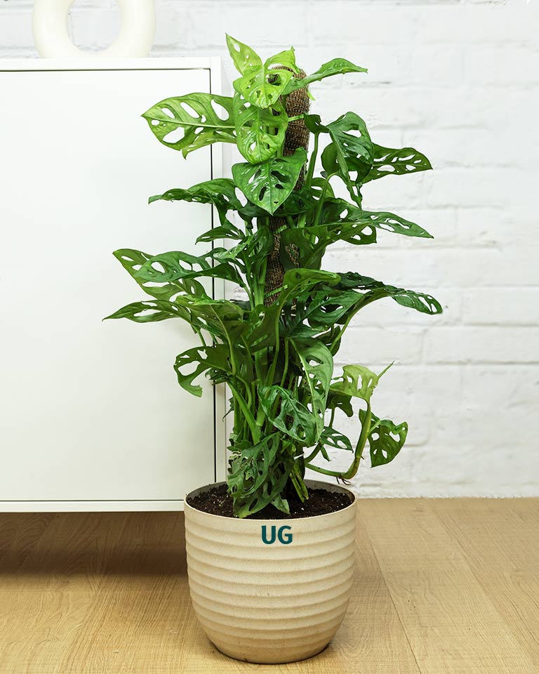 Broken Heart / Monstera Adansonii Plant with Moss Stick in Textured Eco Planter
