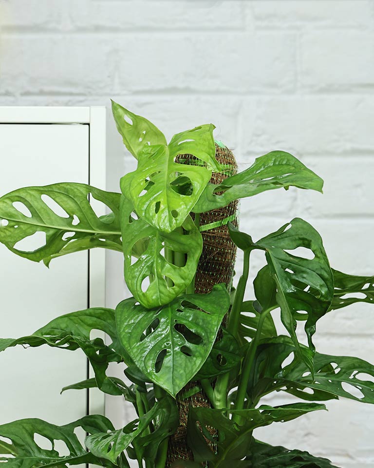 Broken Heart / Monstera Adansonii Plant with Moss Stick in Textured Eco Planter