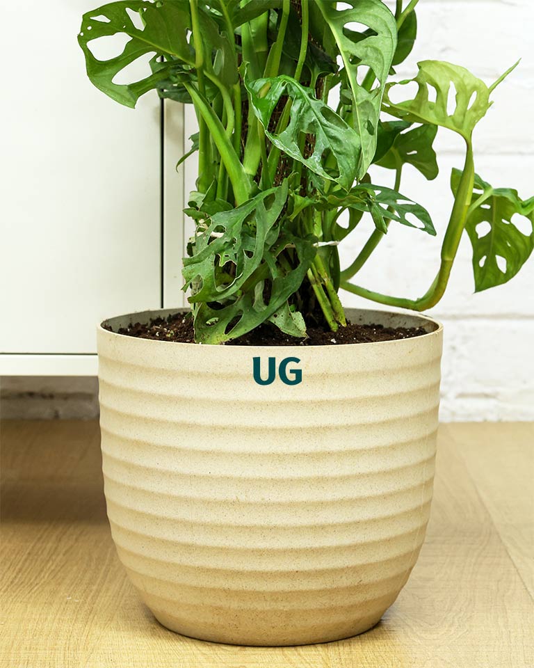 Broken Heart / Monstera Adansonii Plant with Moss Stick in Textured Eco Planter