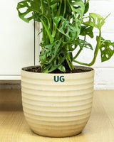 Broken Heart / Monstera Adansonii Plant with Moss Stick in Textured Eco Planter