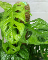 Broken Heart / Monstera Adansonii Plant with Moss Stick in Textured Eco Planter