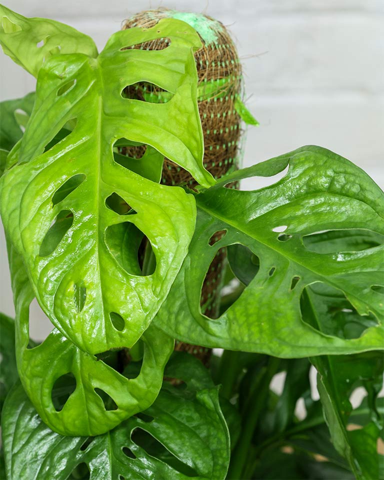 Broken Heart / Monstera Adansonii Plant with Moss Stick in Textured Eco Planter