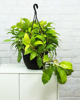 buy plants online