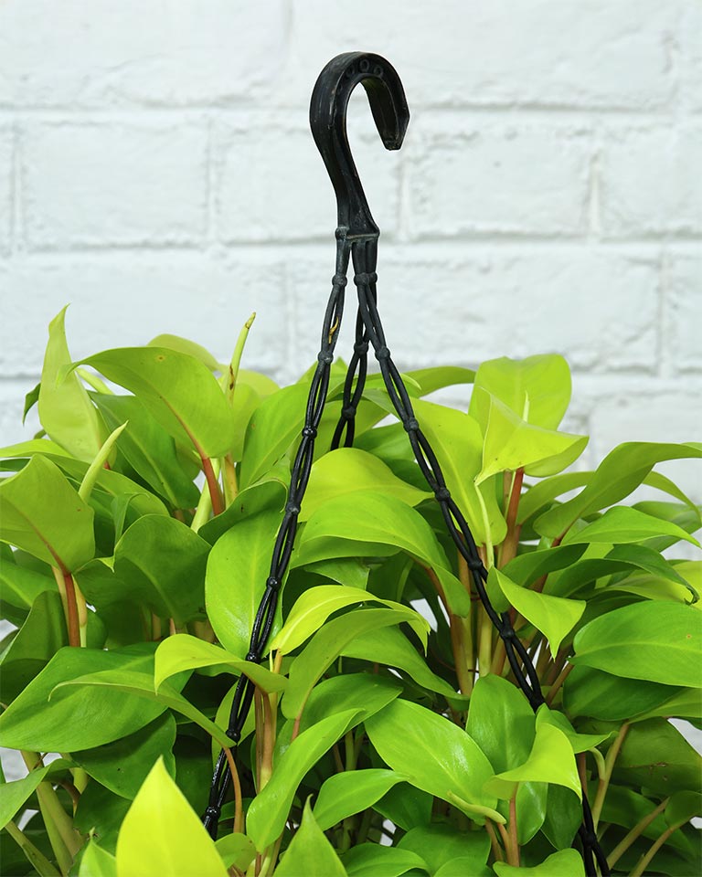 online plants