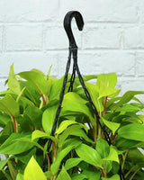 online plants