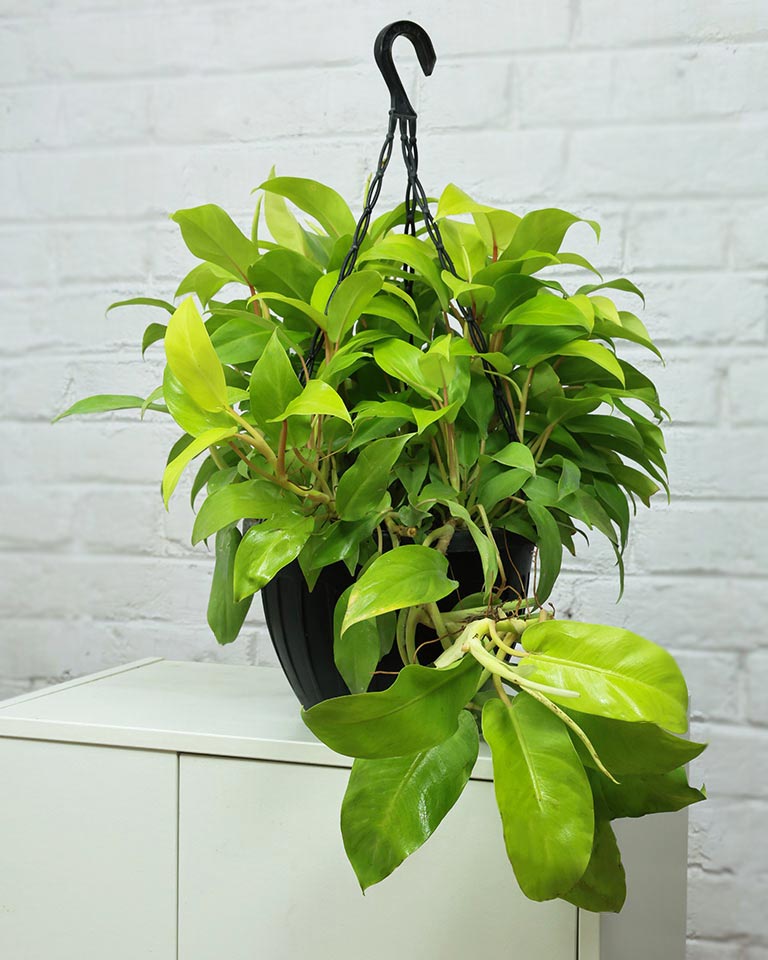 Philodendron Ceylon Golden in Durable Hanging Basket