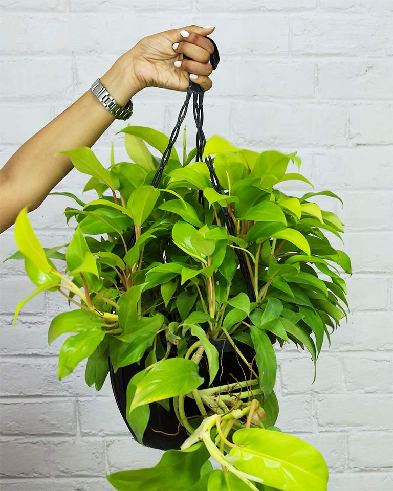 Philodendron Ceylon Golden in Durable Hanging Basket