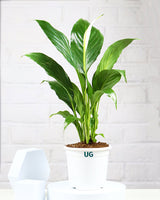 Peace Lily Plant