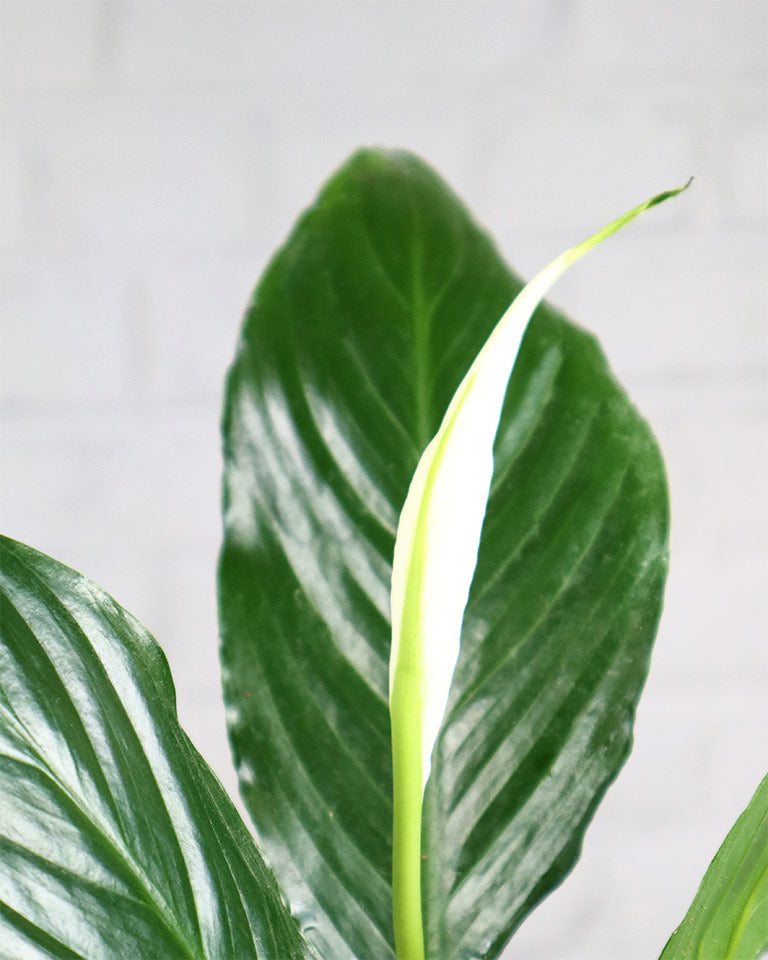 Peace Lily Plant