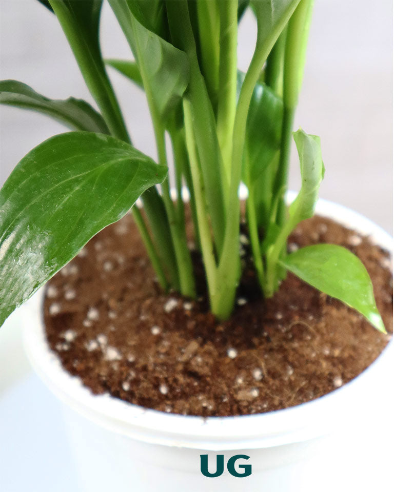 Peace Lily Plant