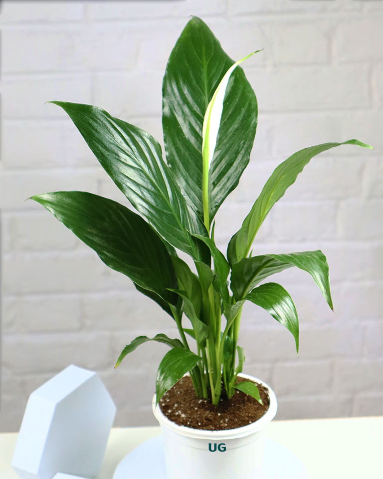Peace Lily Plant