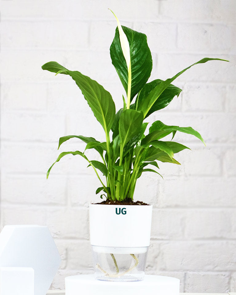 Peace Lily Plant