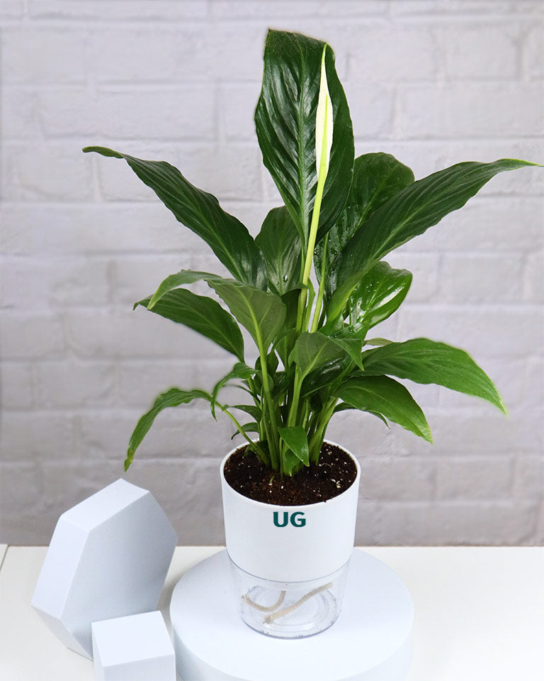 Peace Lily Plant